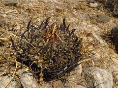 Echinofossulocactus pentacanthus