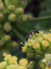 Lasioglossum viride