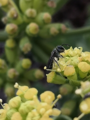 Lasioglossum viride