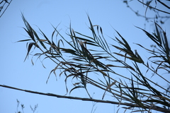 Arundo donax