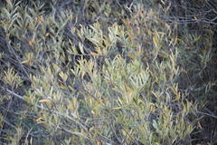 Salix lasiolepis