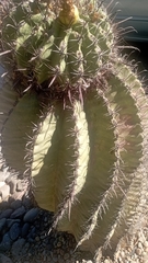 Ferocactus