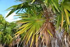 Thrinax radiata
