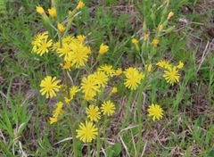 Pilosella caespitosa