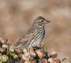 Passerculus sandwichensis rostratus