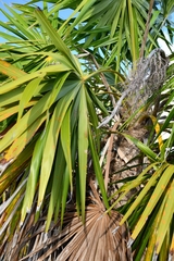 Thrinax radiata