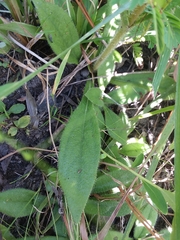 Helianthus heterophyllus