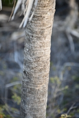 Thrinax radiata