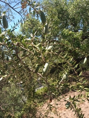 Aspidosperma quebracho-blanco