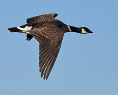 Branta hutchinsii leucopareia