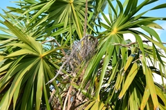Thrinax radiata