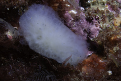 Pseudodistoma crucigaster