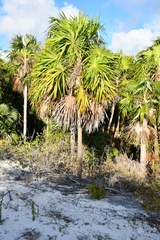 Thrinax radiata