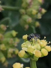Lasioglossum viride