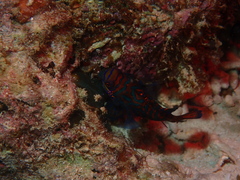 Synchiropus splendidus