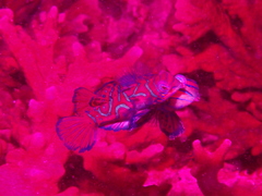 Synchiropus splendidus