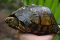 Terrapene carolina yucatana