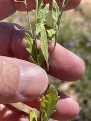 Rorippa eustylis