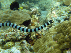Laticauda colubrina