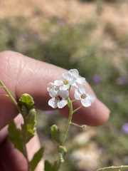 Rorippa eustylis