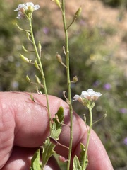 Rorippa eustylis