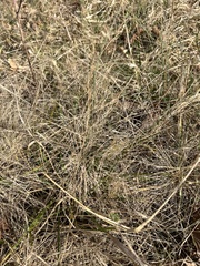 Eragrostis spectabilis