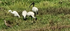 Threskiornis melanocephalus