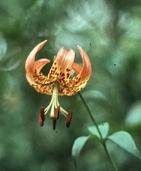 Lilium superbum