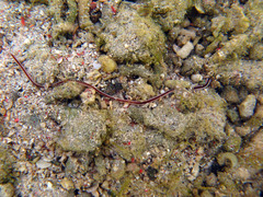 Baseodiscus hemprichii