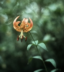 Lilium superbum