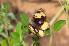 Junonia hierta cebrene