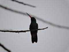 Cynanthus latirostris