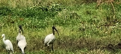 Threskiornis melanocephalus