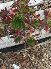 Aeonium haworthii