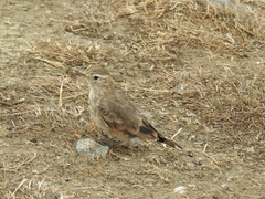 Geositta cunicularia