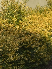 Knowltonia bracteata