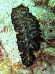 Pseudoceros agattiensis