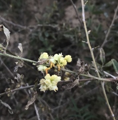 Cuscuta chinensis