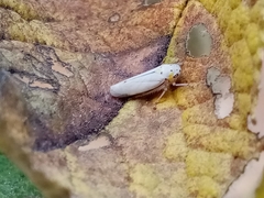 Graphocephala appropinquans