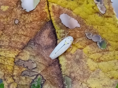 Graphocephala appropinquans