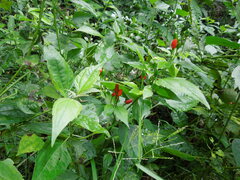 Capsicum