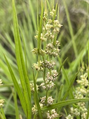 Rumex stenoglottis