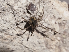 Phalangiinae