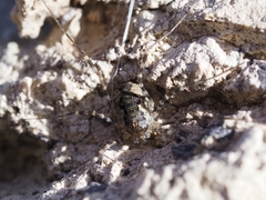 Phalangiinae