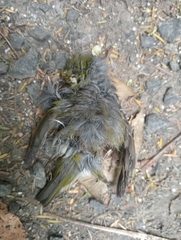 Zosterops lateralis lateralis