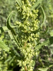 Rumex tenax