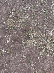 Pentanema salicinum