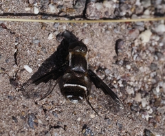 Exhyalanthrax simonae