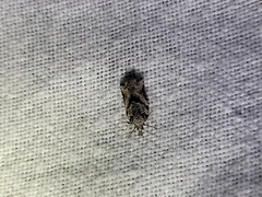 Harmologa amplexana