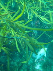 Caesioperca lepidoptera